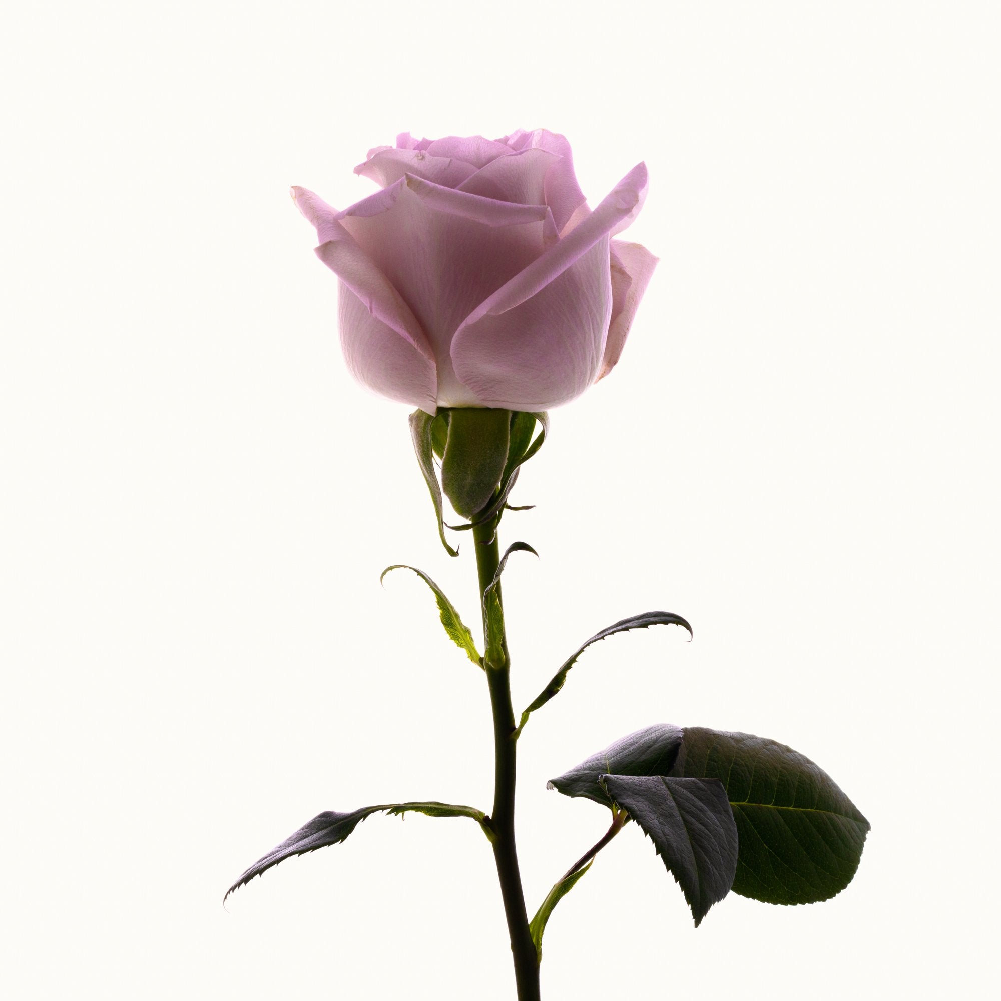 Flower Study 21 by Blaise Hayward