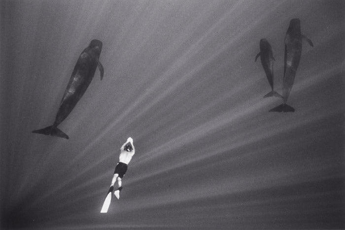 Swimming with Pilot Whales (W-21) by Wayne Levin