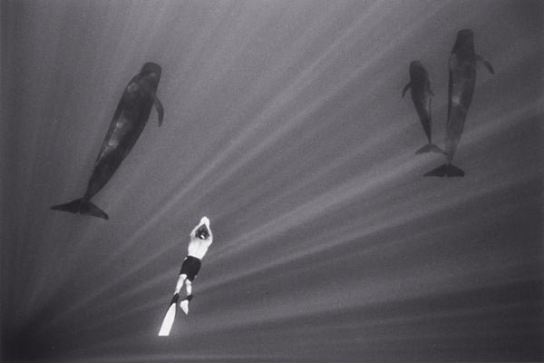 Swimming with Pilot Whales (W-21) by Wayne Levin