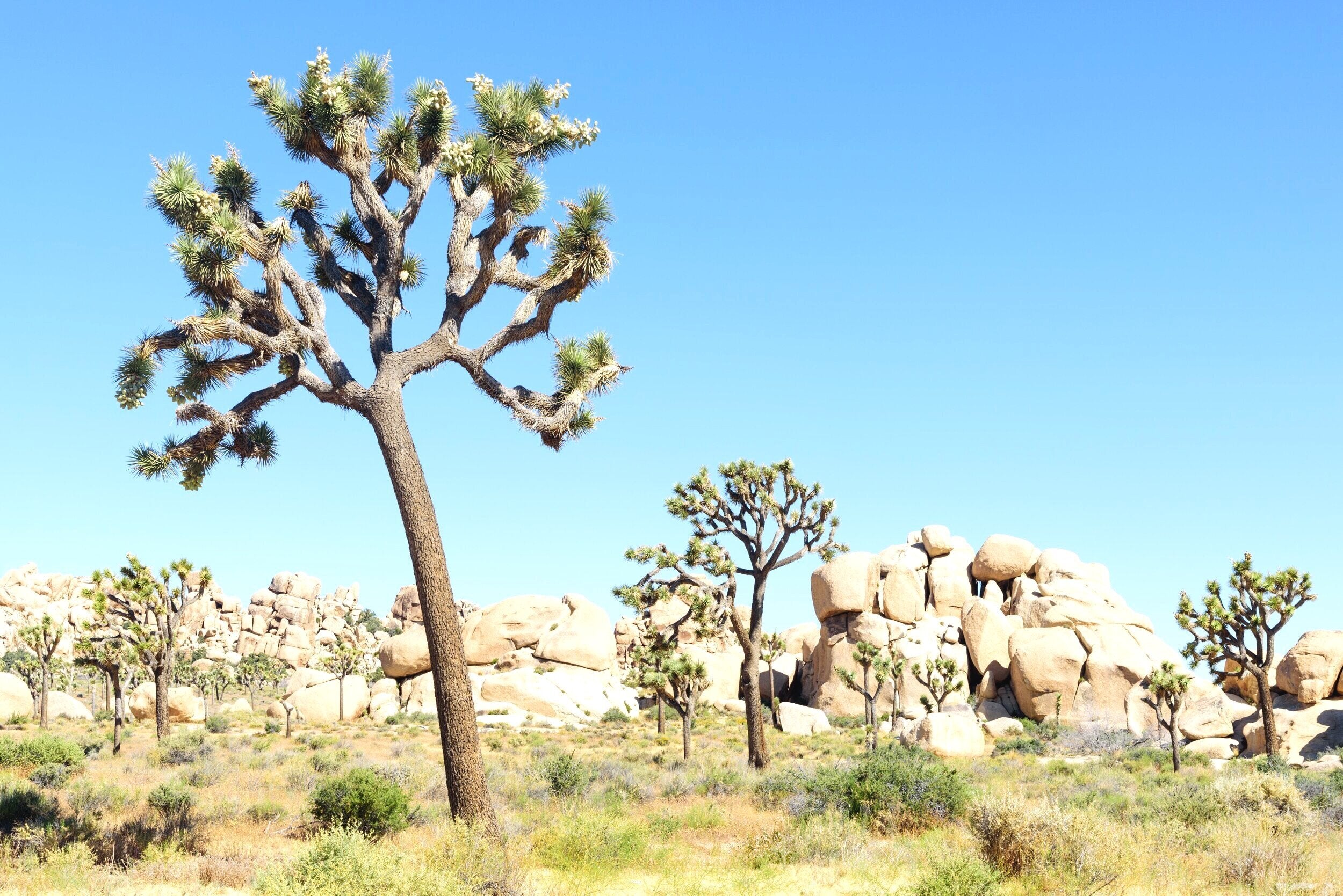 Joshua Tree Park 5 by Juliette Charvet