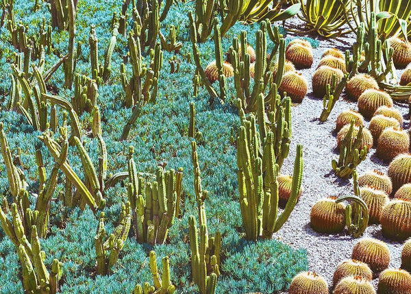 Cactus Garden by Pottsy