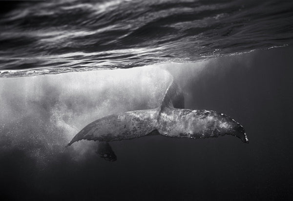 Humpback Whale Fluke (SC-338) by Wayne Levin