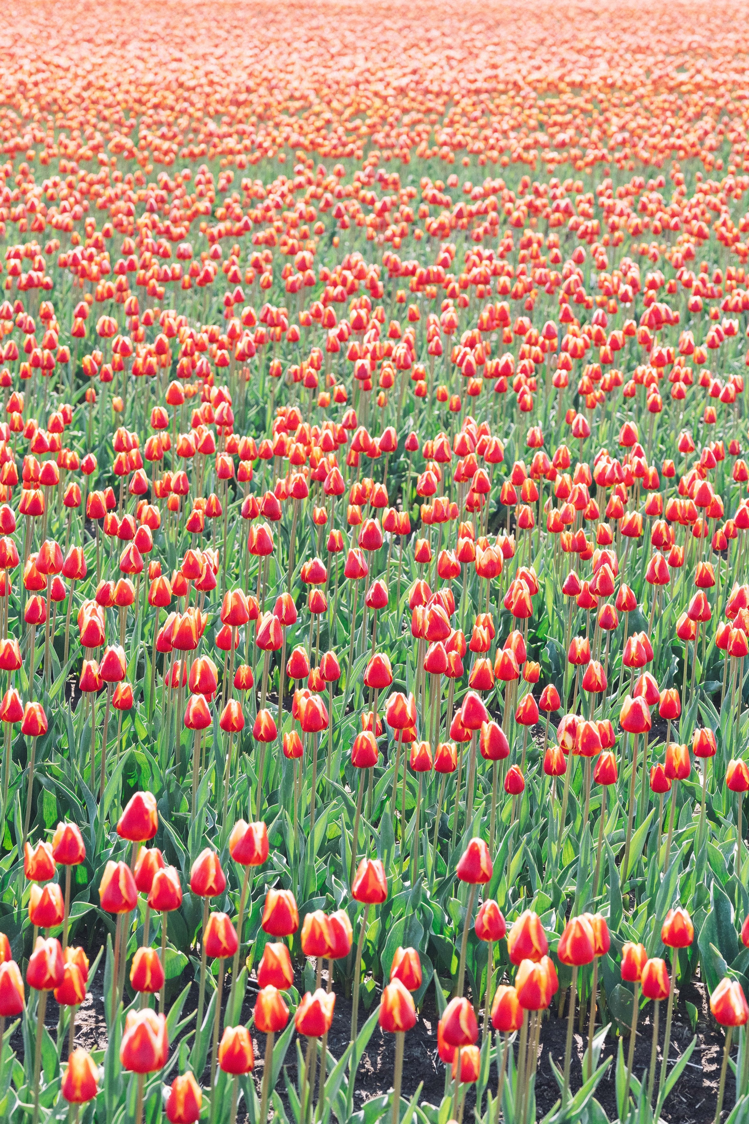 Sea of Red Tulips by Kate Holstein