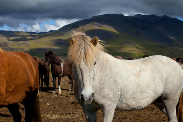 Southern Icelandic Horses by Nick Turner