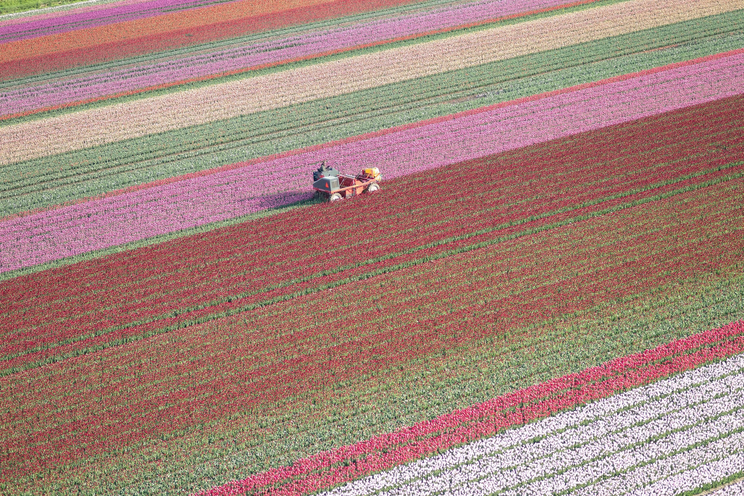 Tulip Farming by Kate Holstein