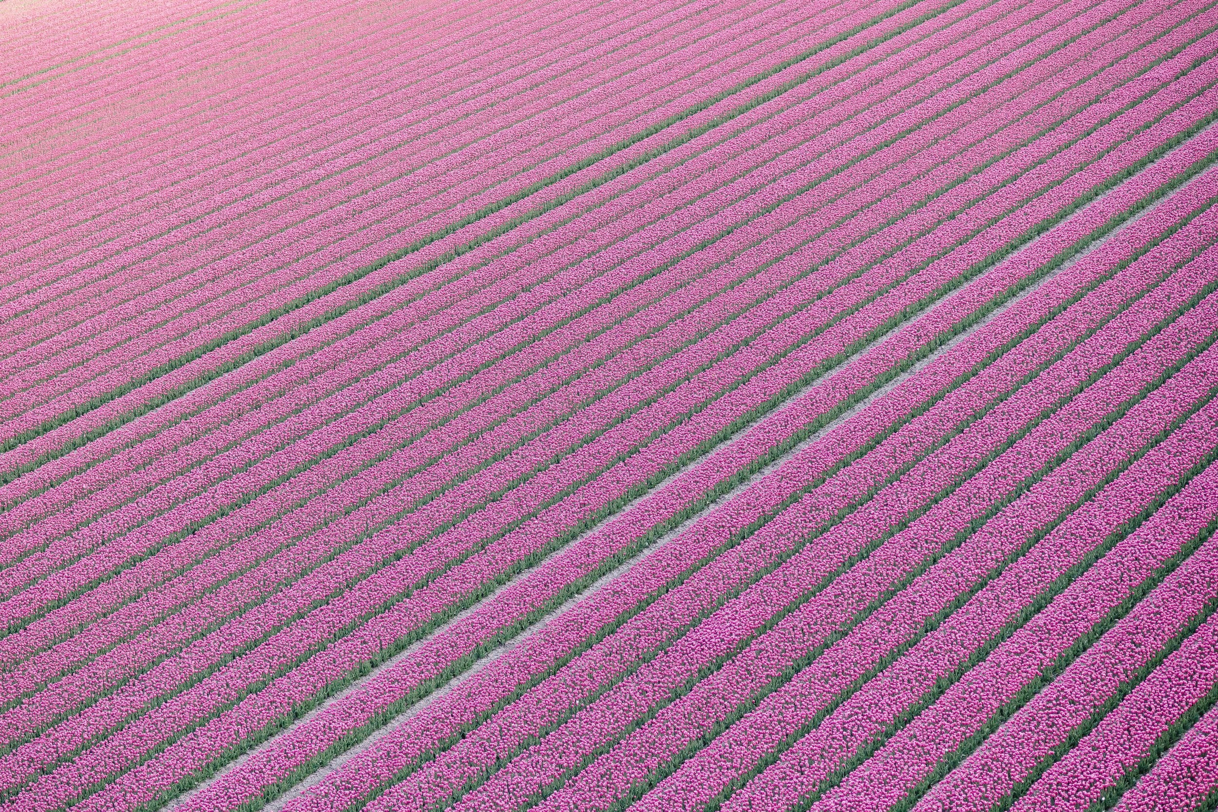 Tulips from the Sky by Kate Holstein