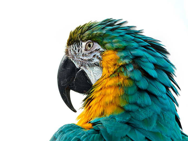 Bird 2 by Shelli Breidenbach