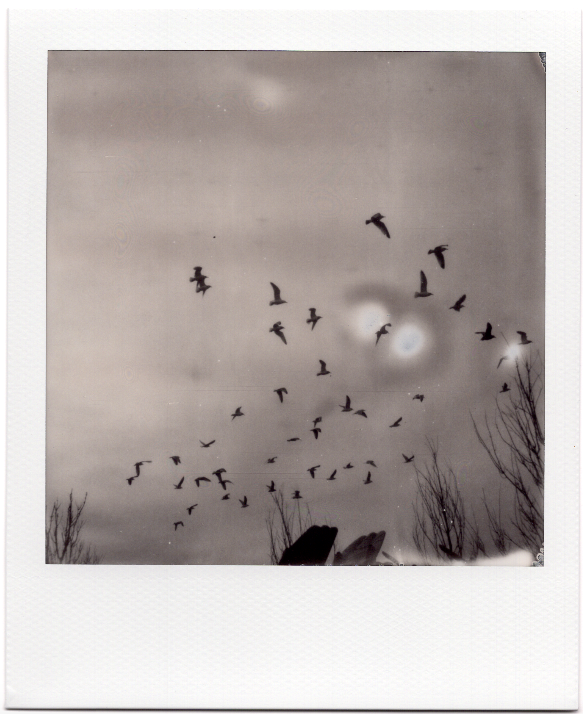 Montauk Birds by Alex Moore
