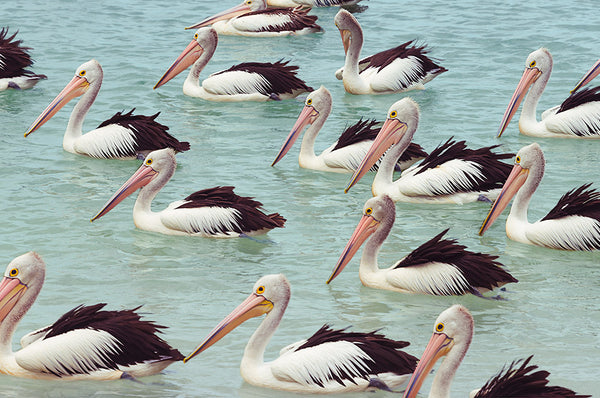 Pelican Party by Pottsy