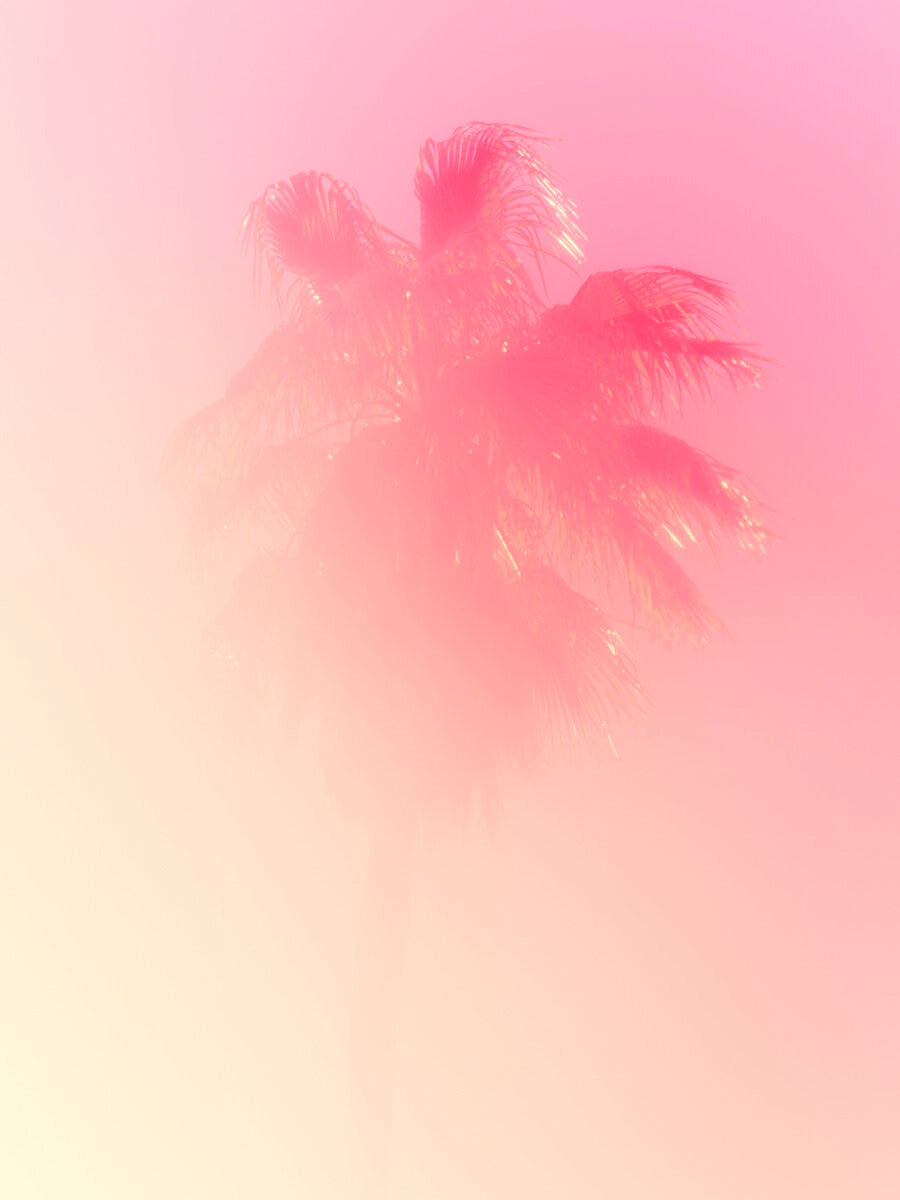Palm 3 Turks and Caicos by Tommy Kwak