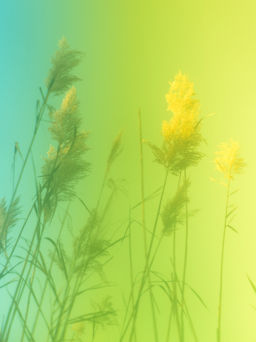 Wetland grass 7, by Tommy Kwak