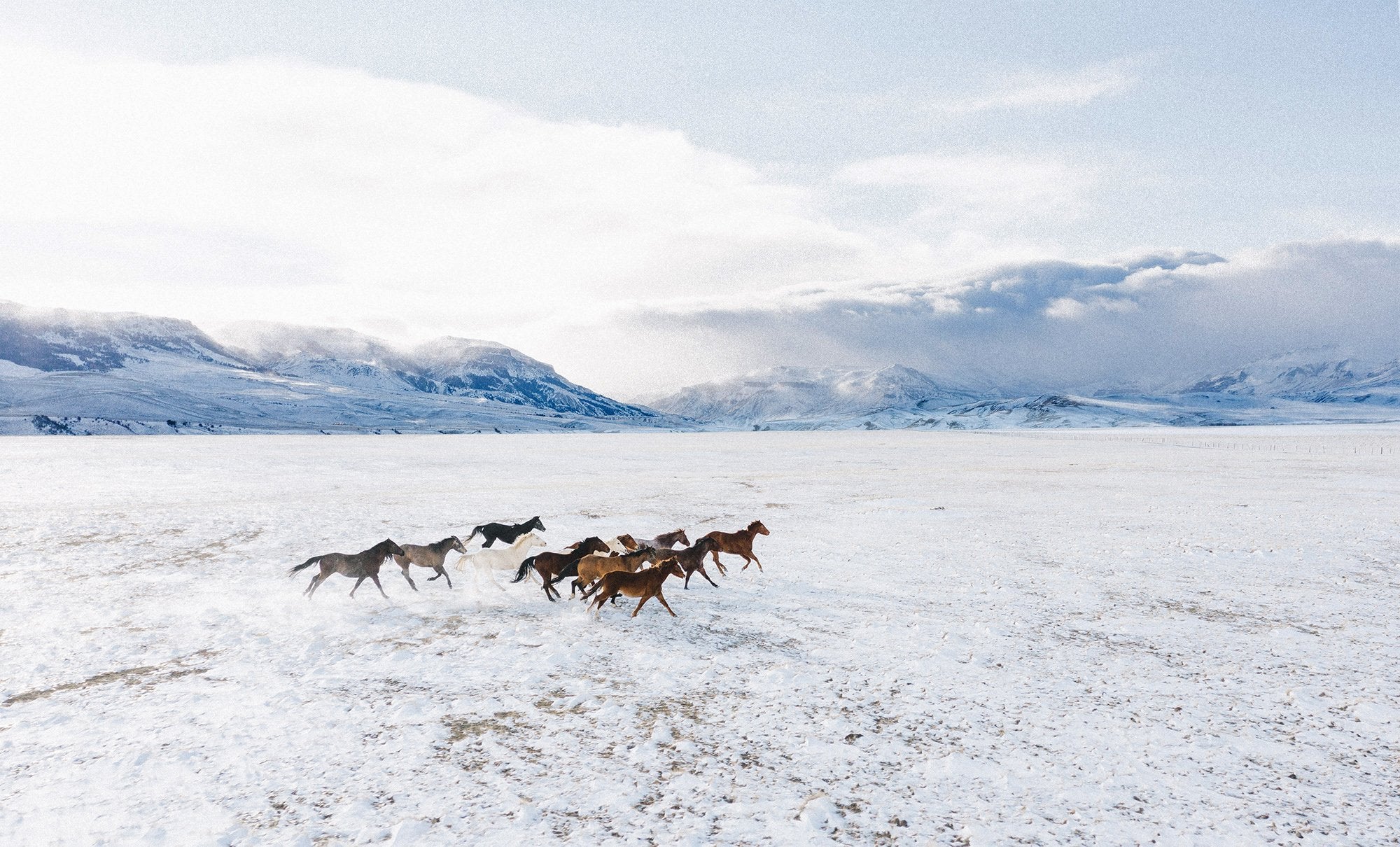 Wild Horses from Above by Josh Soskin