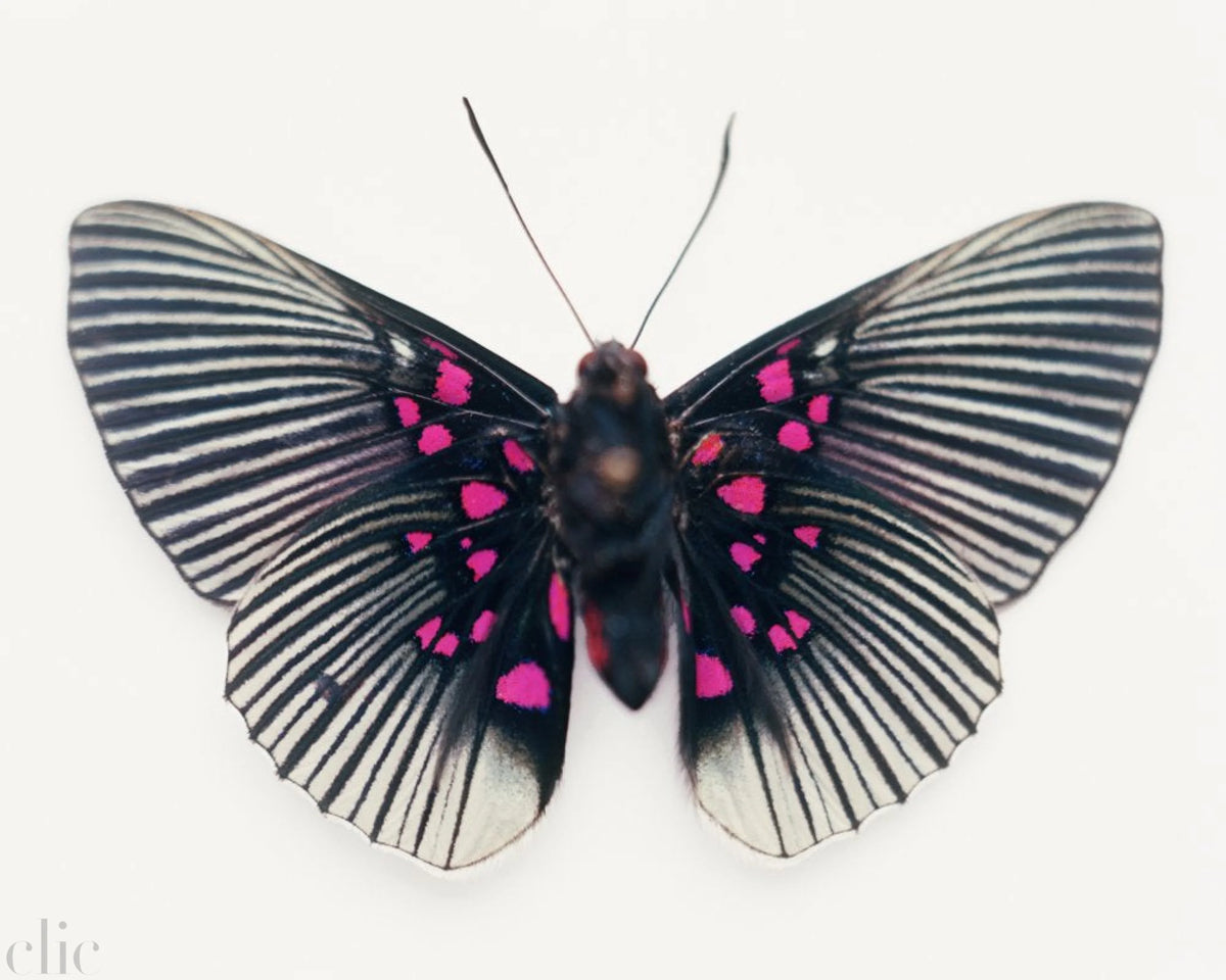 Untitled (01_0737), 2010 by Samuel Bayer
