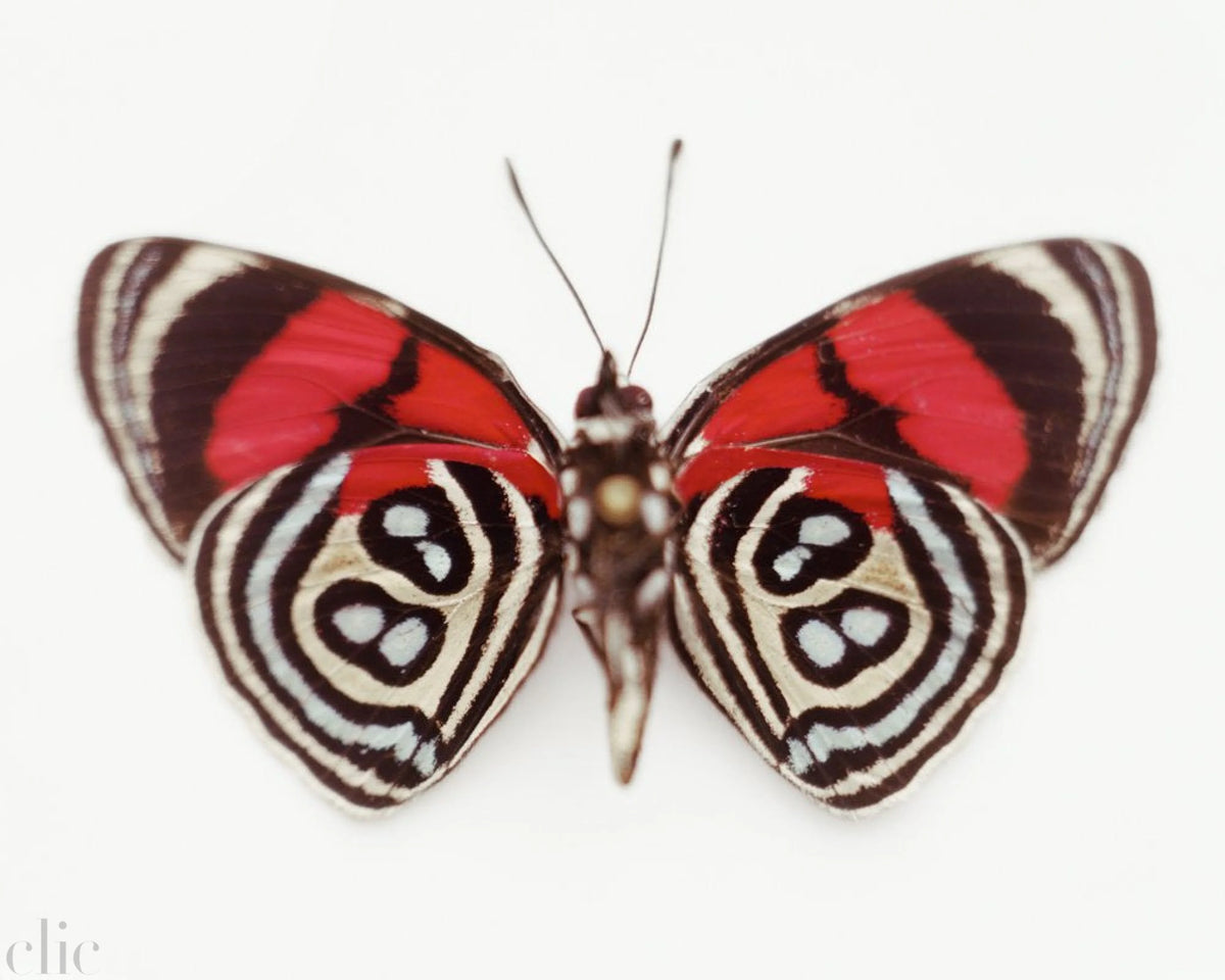 Untitled (09_0733), 2010 by Samuel Bayer