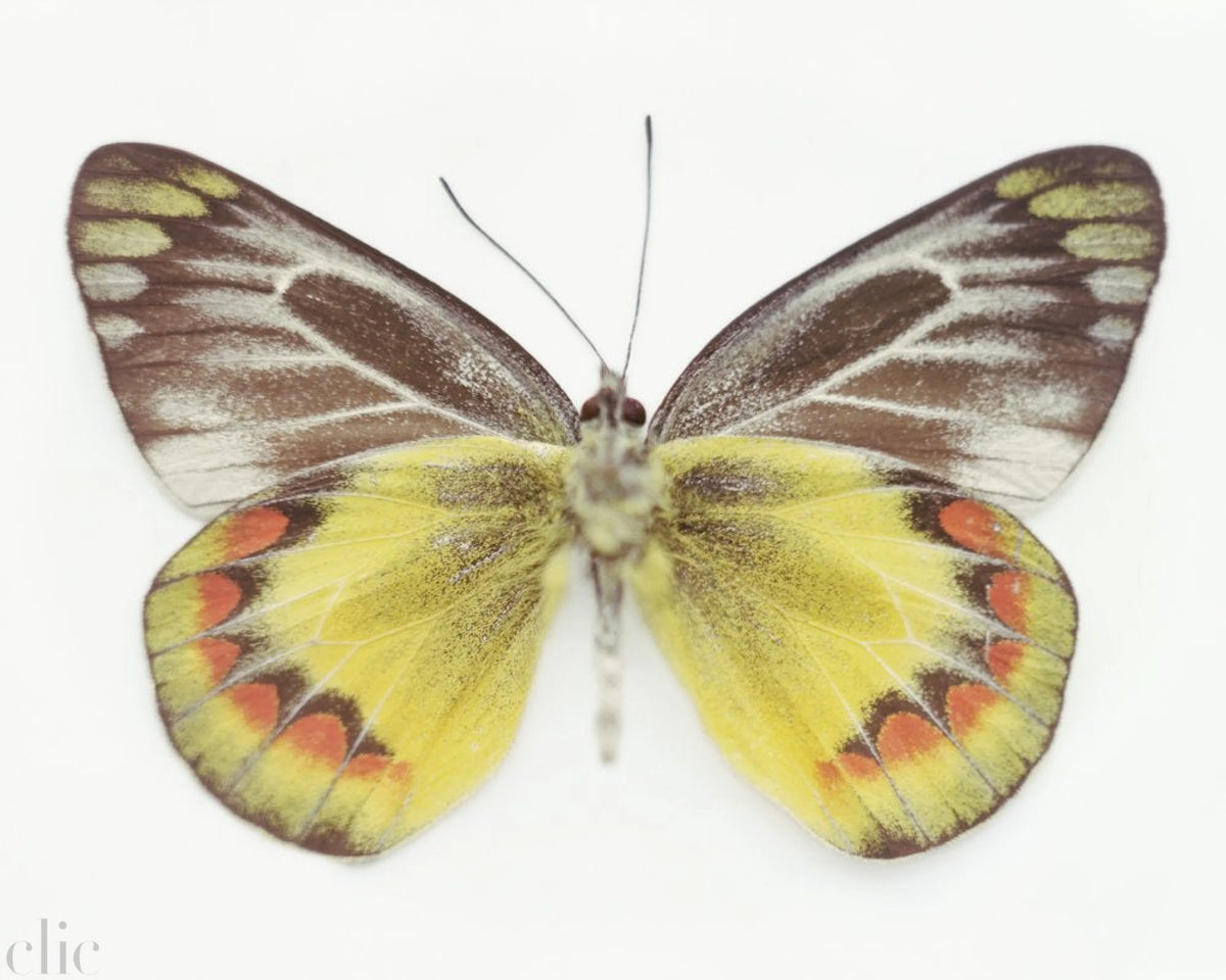 Untitled (10_0721), 2010 by Samuel Bayer
