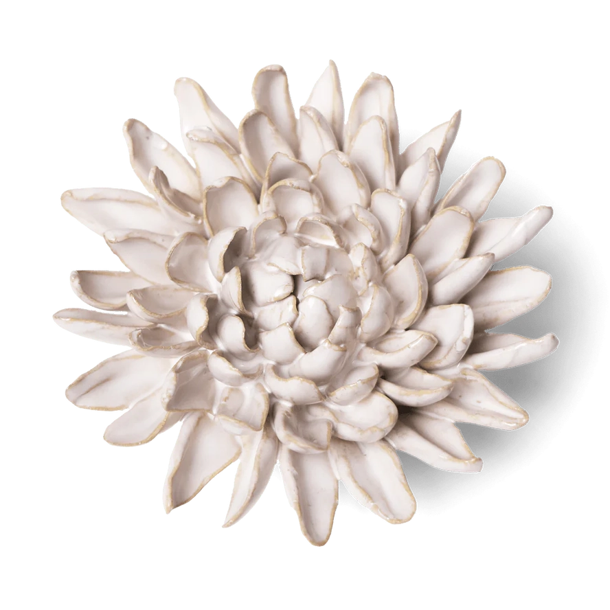 Coastal Chrysanthemum in Ivory, from Chive