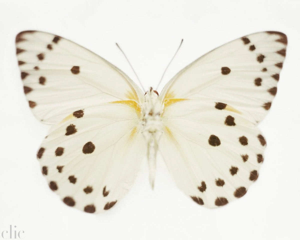 Untitled (11_0713), 2010 by Samuel Bayer