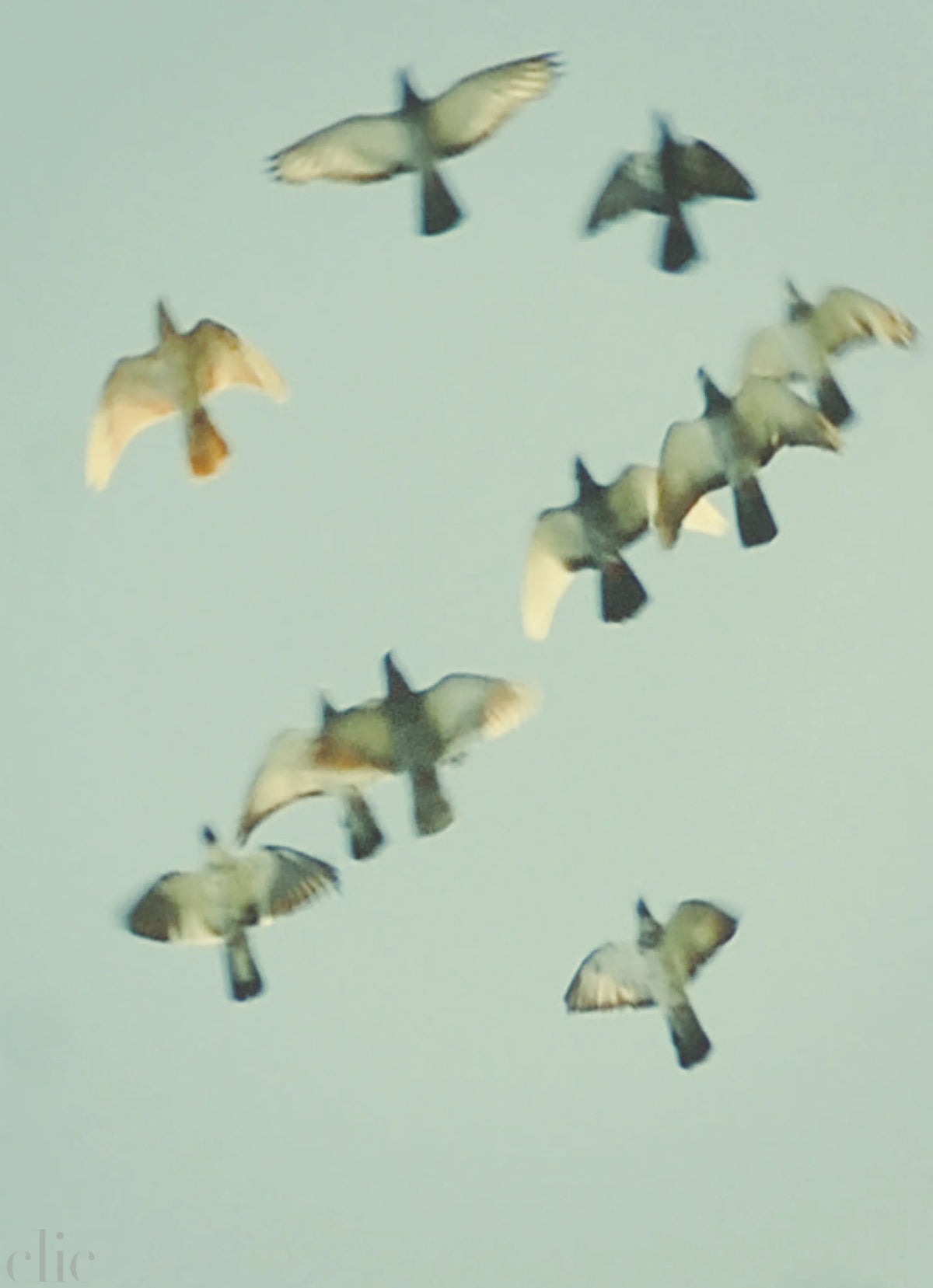 Birds 8 by Jordan Sullivan