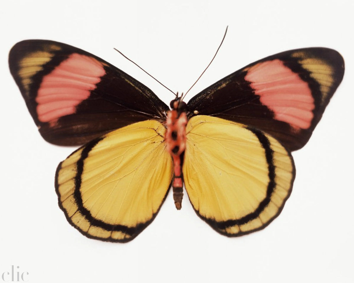 Untitled (18_0346), 2010 by Samuel Bayer