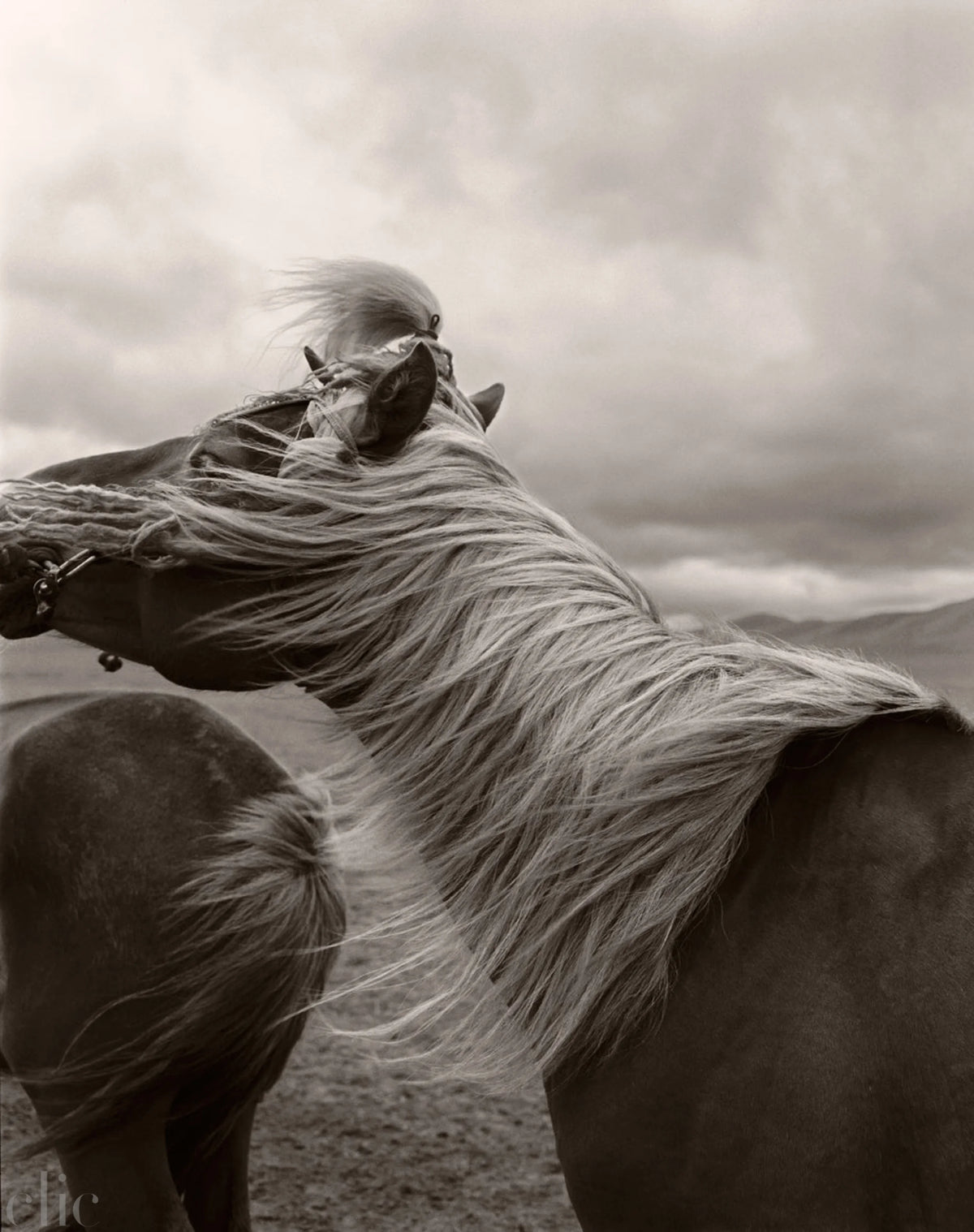 Horse in Mongolia by Anne Menke