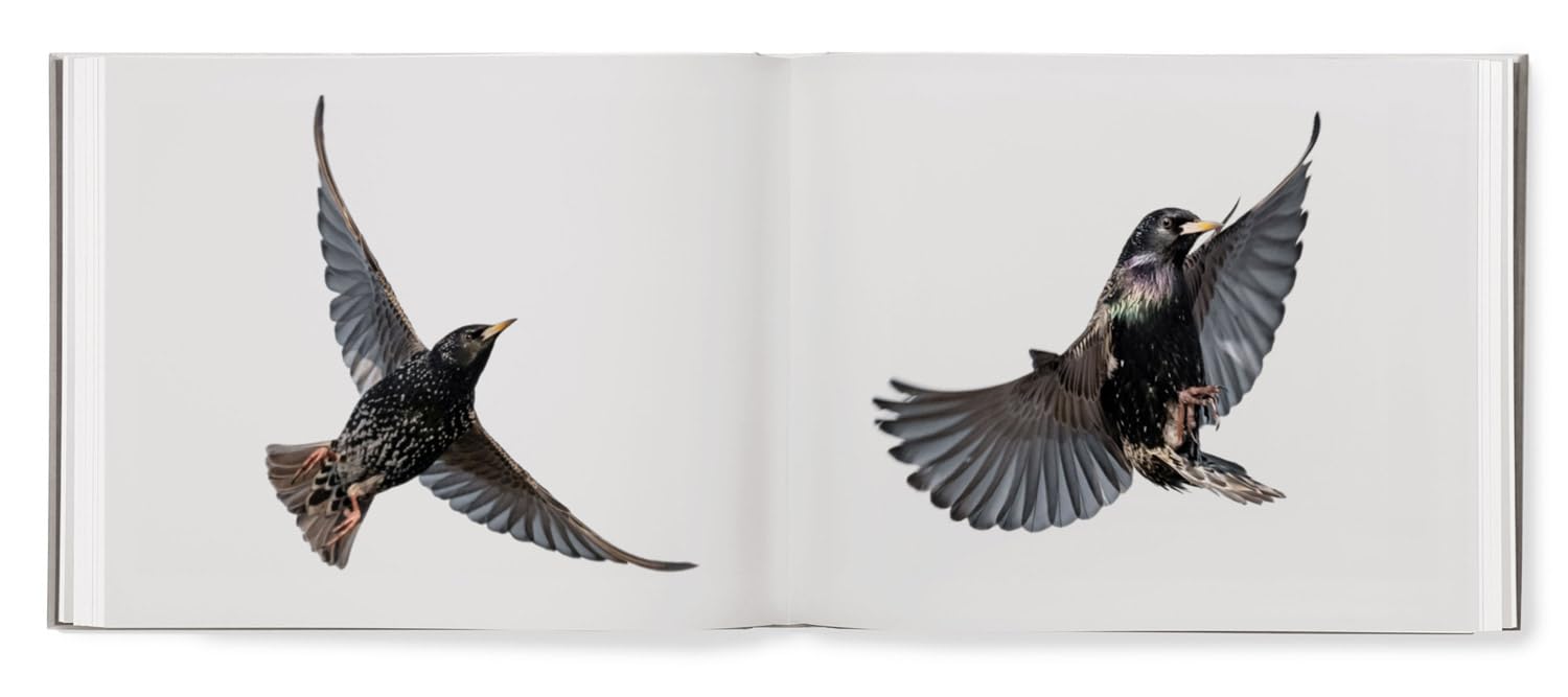 Søren Solkær: Black Sun