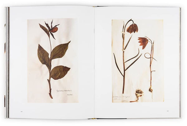 Collecting Nature: The History of the Herbarium and Natural Specimens