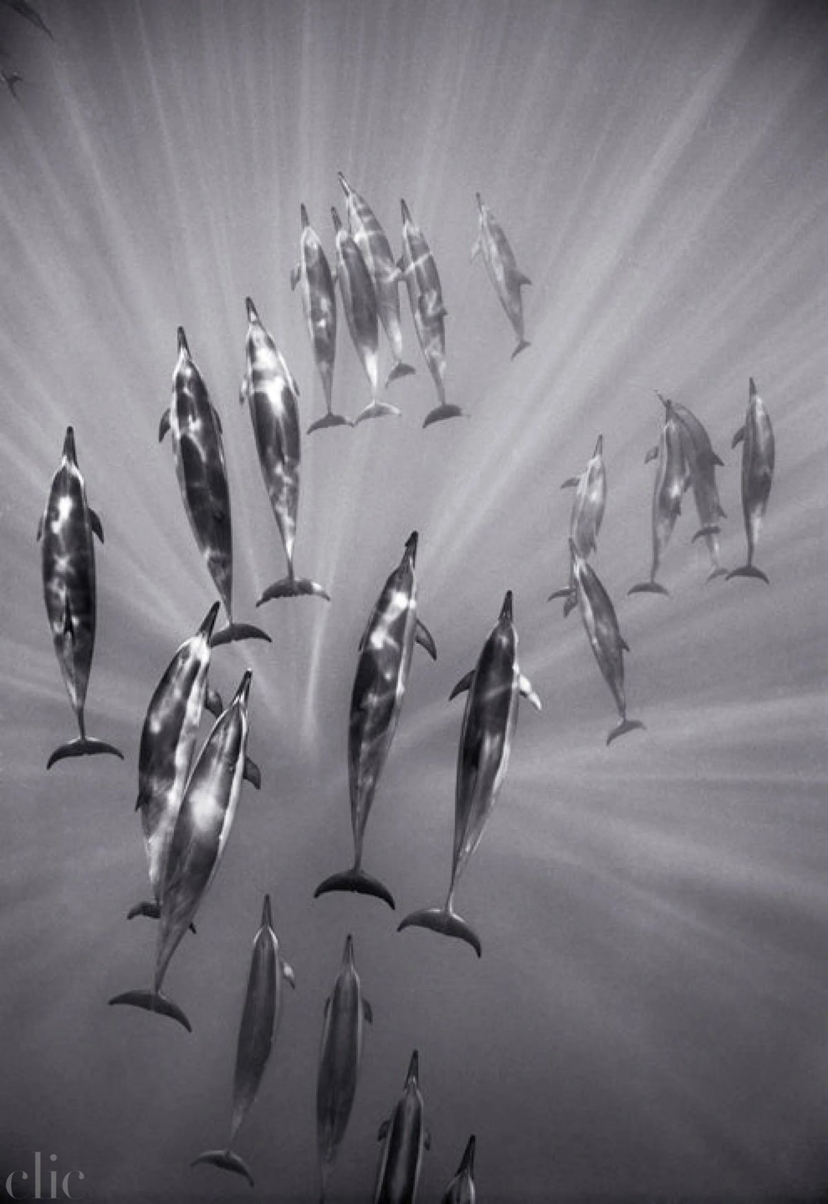 Surfacing Spinner Dolphins (SC-555) by Wayne Levin