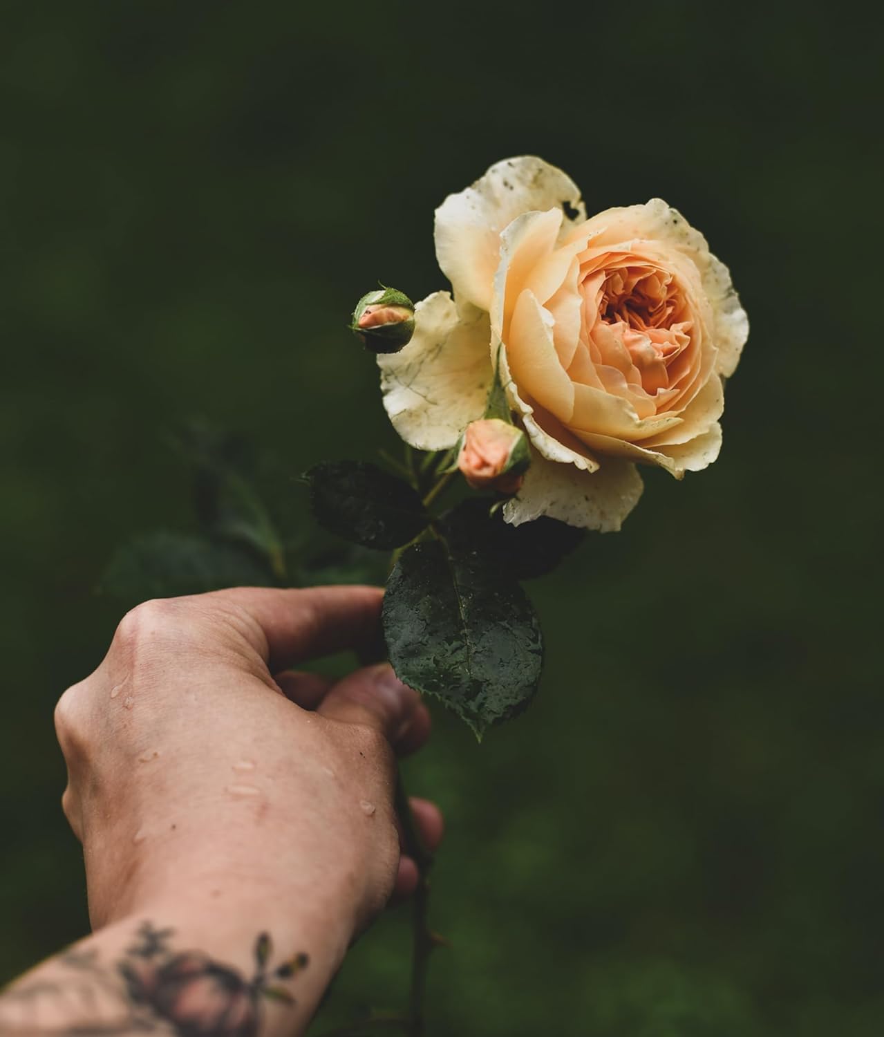 Roses Rosen