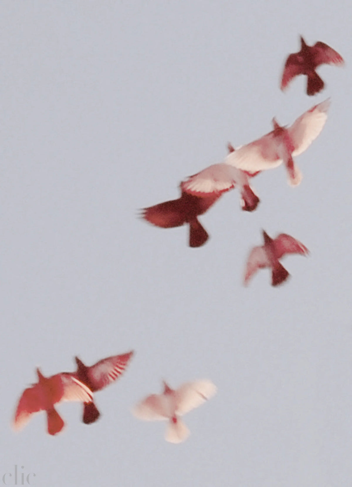 Birds 5 by Jordan Sullivan
