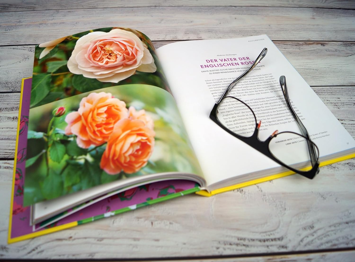 Roses Rosen