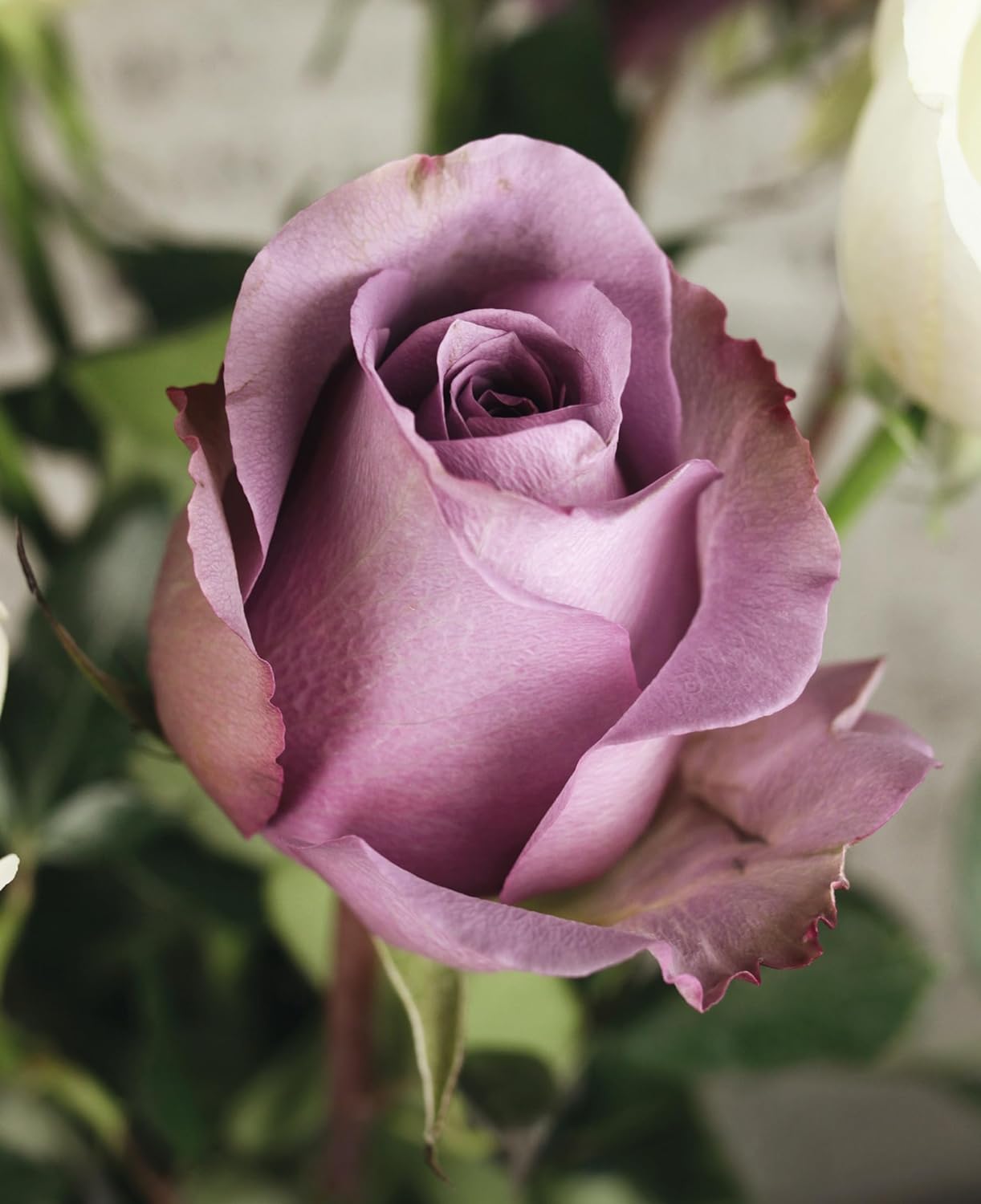 Roses Rosen