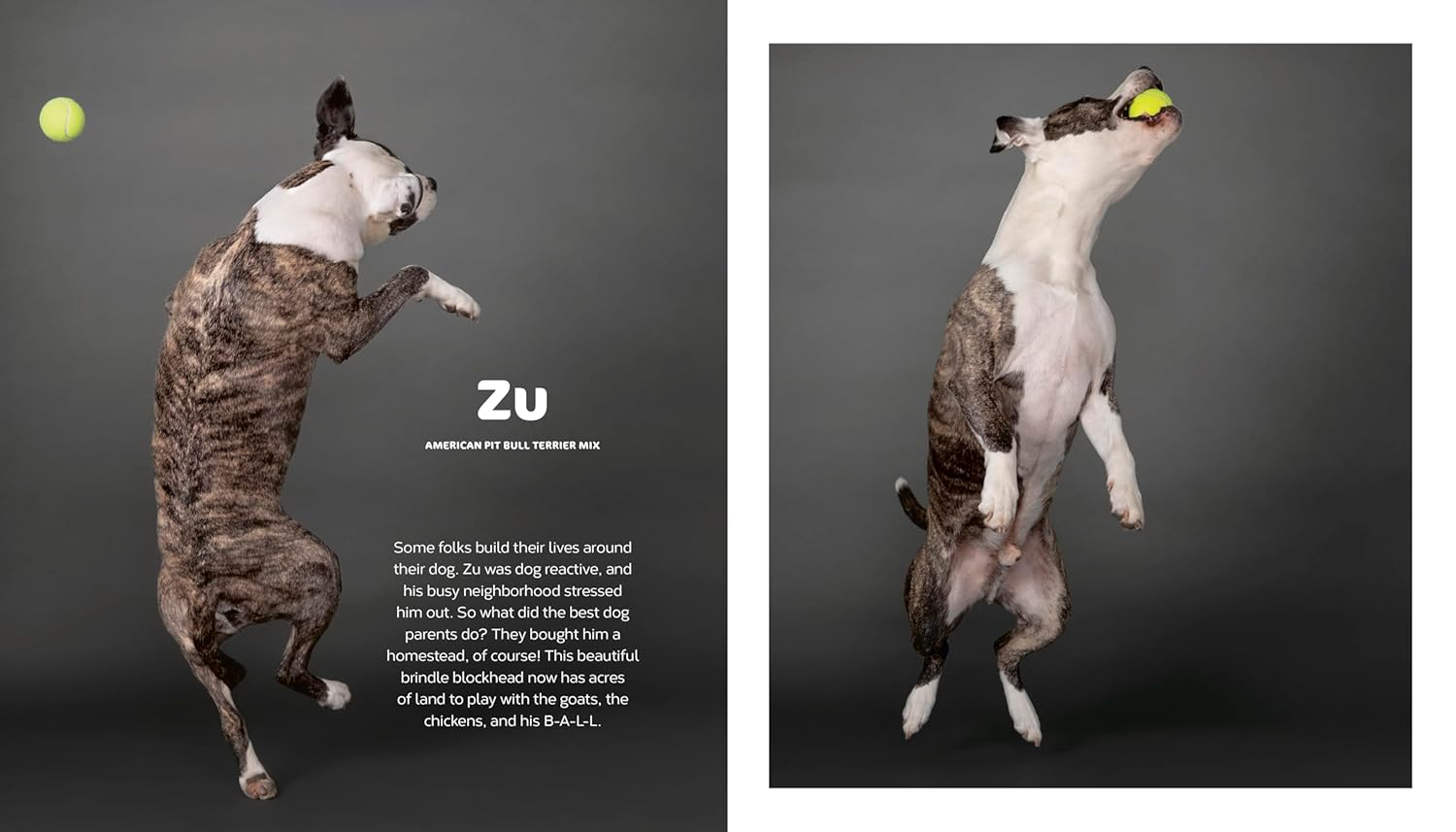 The Best Dog: Hilarious to Heartwarming Portraits of the Pups We Love
