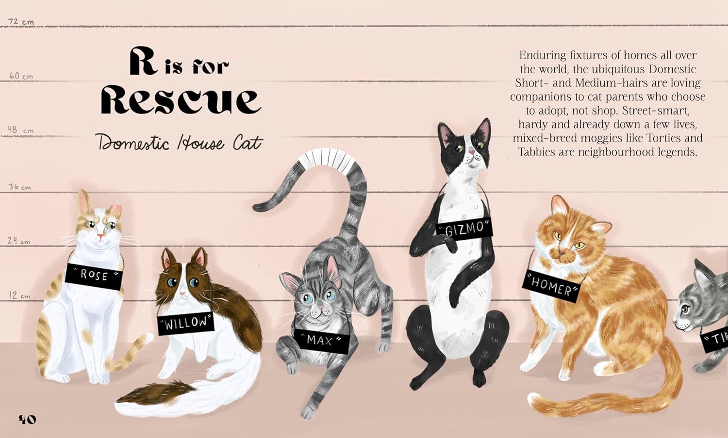 Catphabet: A whimsical celebration of our favourite feline friends