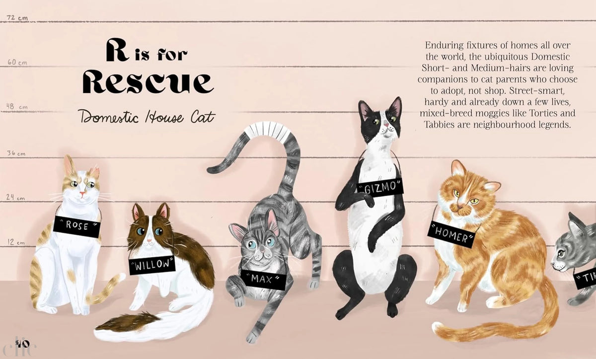 Catphabet: A whimsical celebration of our favourite feline friends