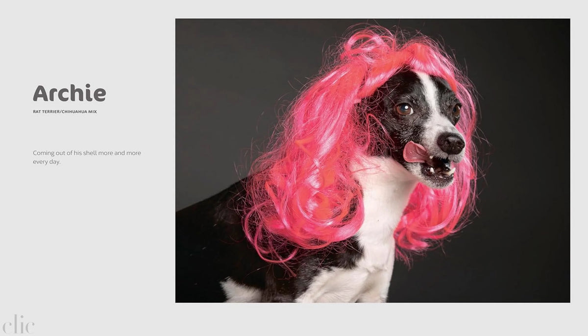 The Best Dog: Hilarious to Heartwarming Portraits of the Pups We Love