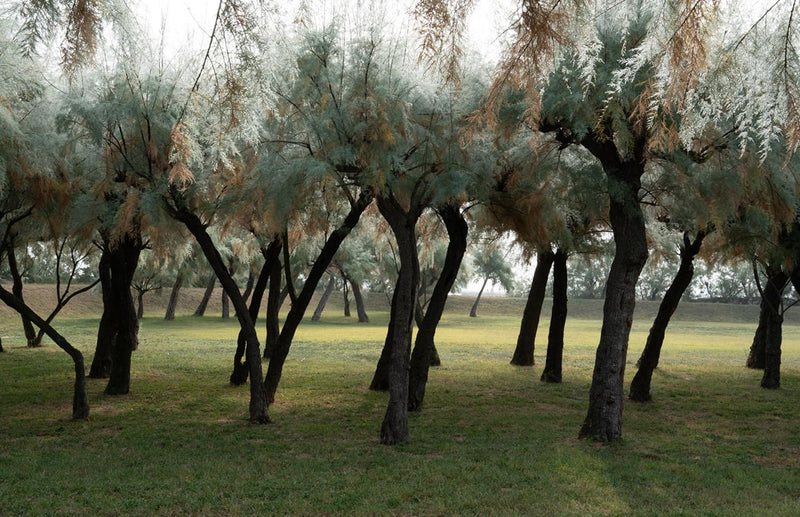 The Gardens of Venice