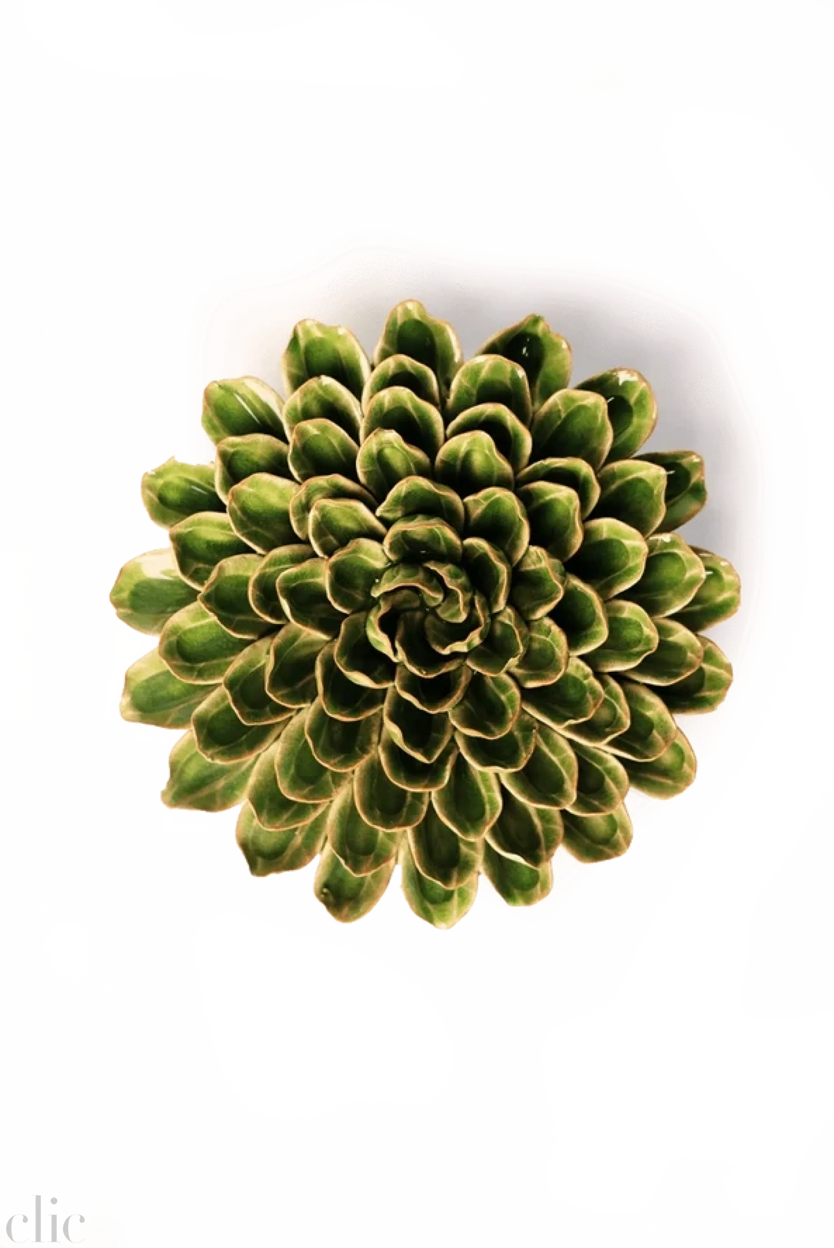 Ceramic  Zinnia Flower in Avocado Green
