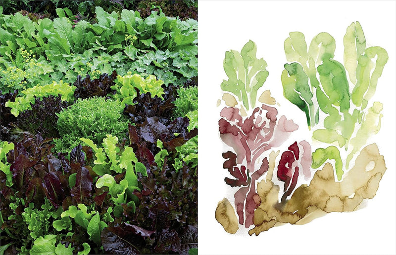 Becoming a Gardener: What Reading and Digging Taught Me About Living