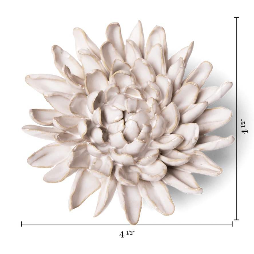 Coastal Chrysanthemum in Ivory, from Chive