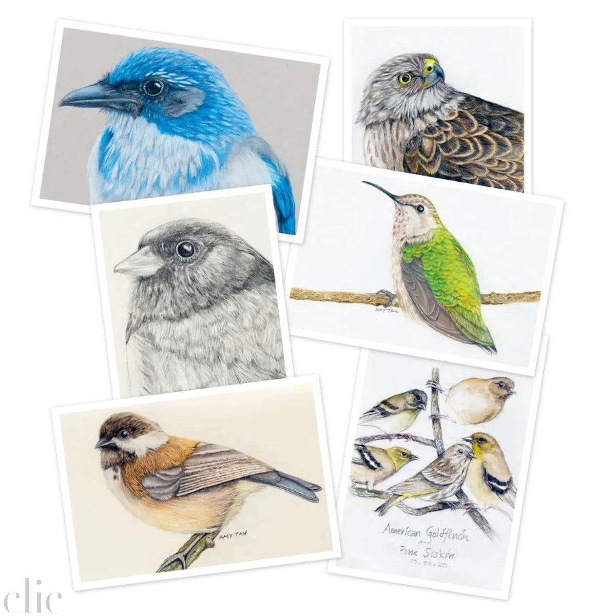 The Backyard Bird Chronicles: 50 Postcards By Amy Tan