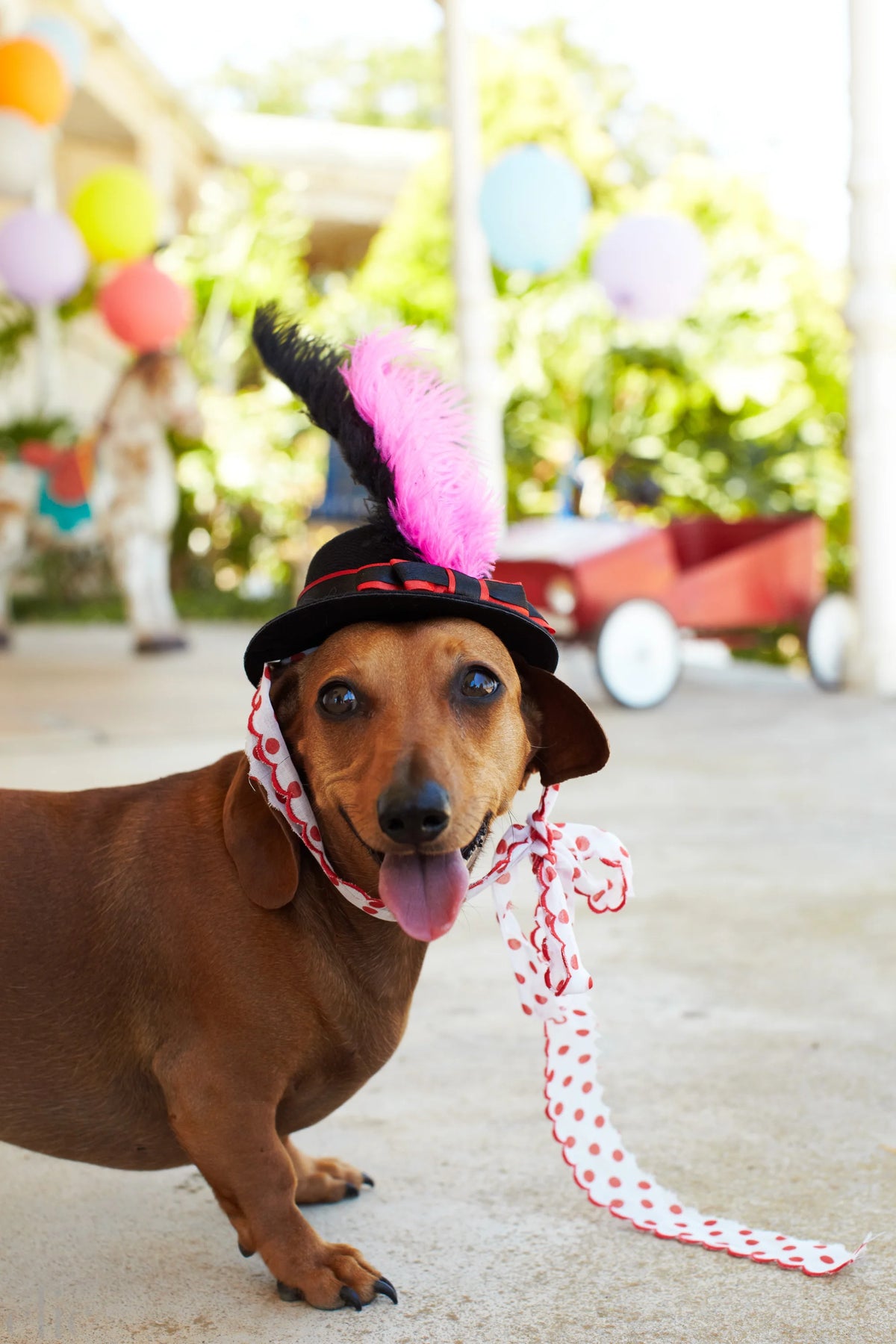 The Party Dog by Igor Borisov