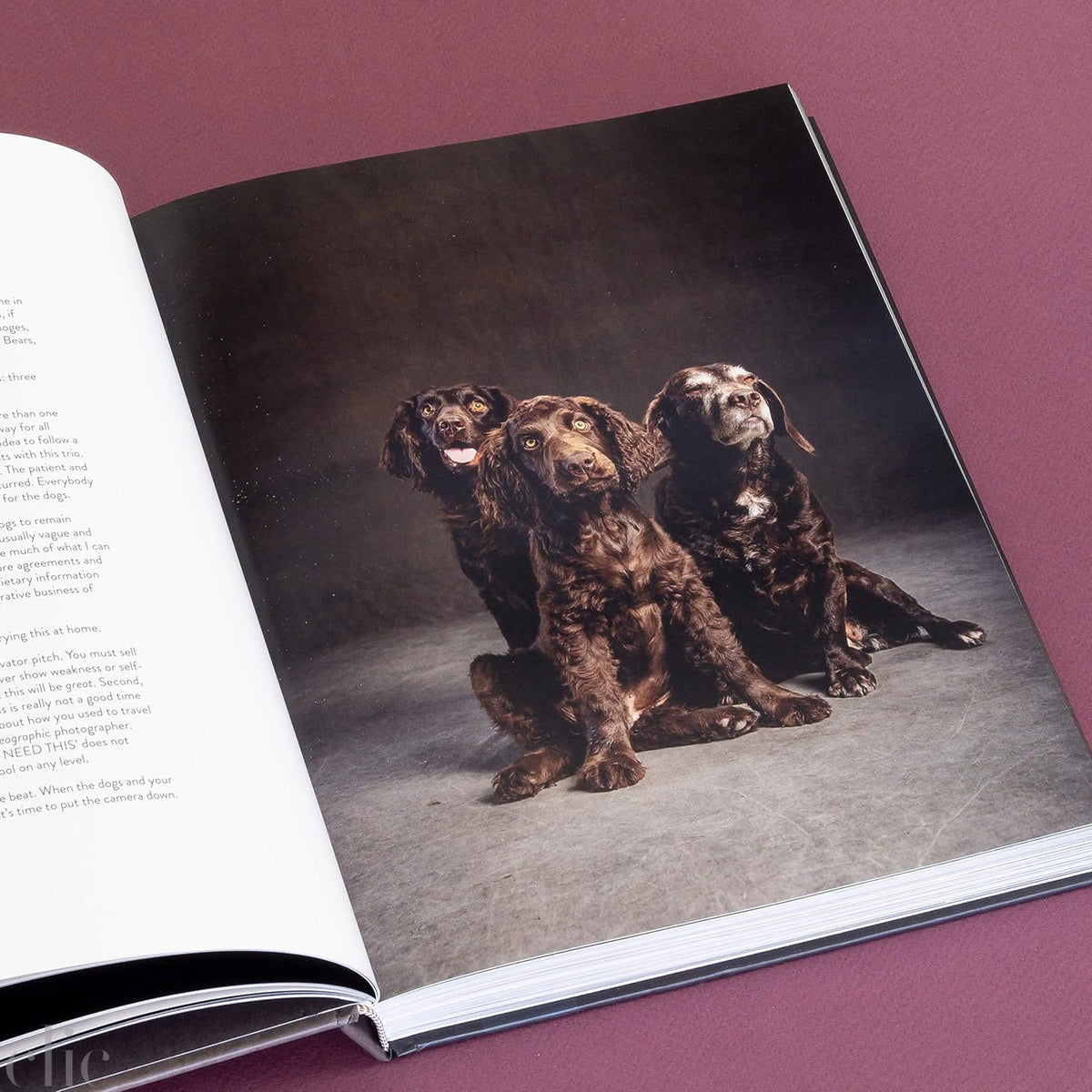 The Year of the Dogs