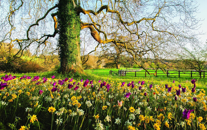 Martha Stewart's Gardening Handbook: The Essential Guide to Designing, Planting, and Growing