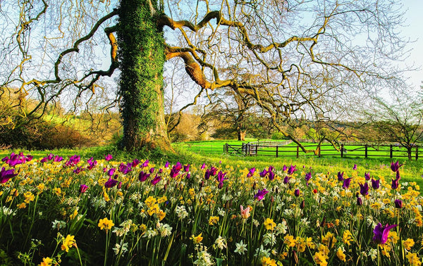 Martha Stewart's Gardening Handbook: The Essential Guide to Designing, Planting, and Growing