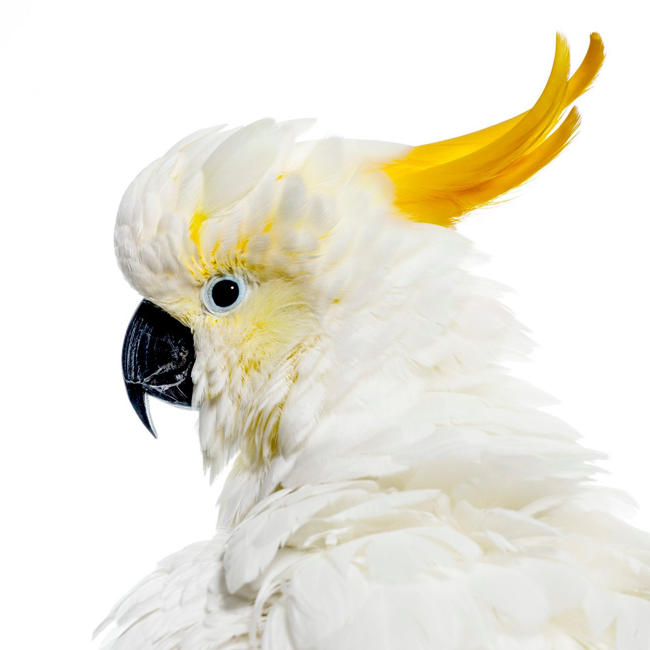 Bird #25 by Shelli Breidenbach
