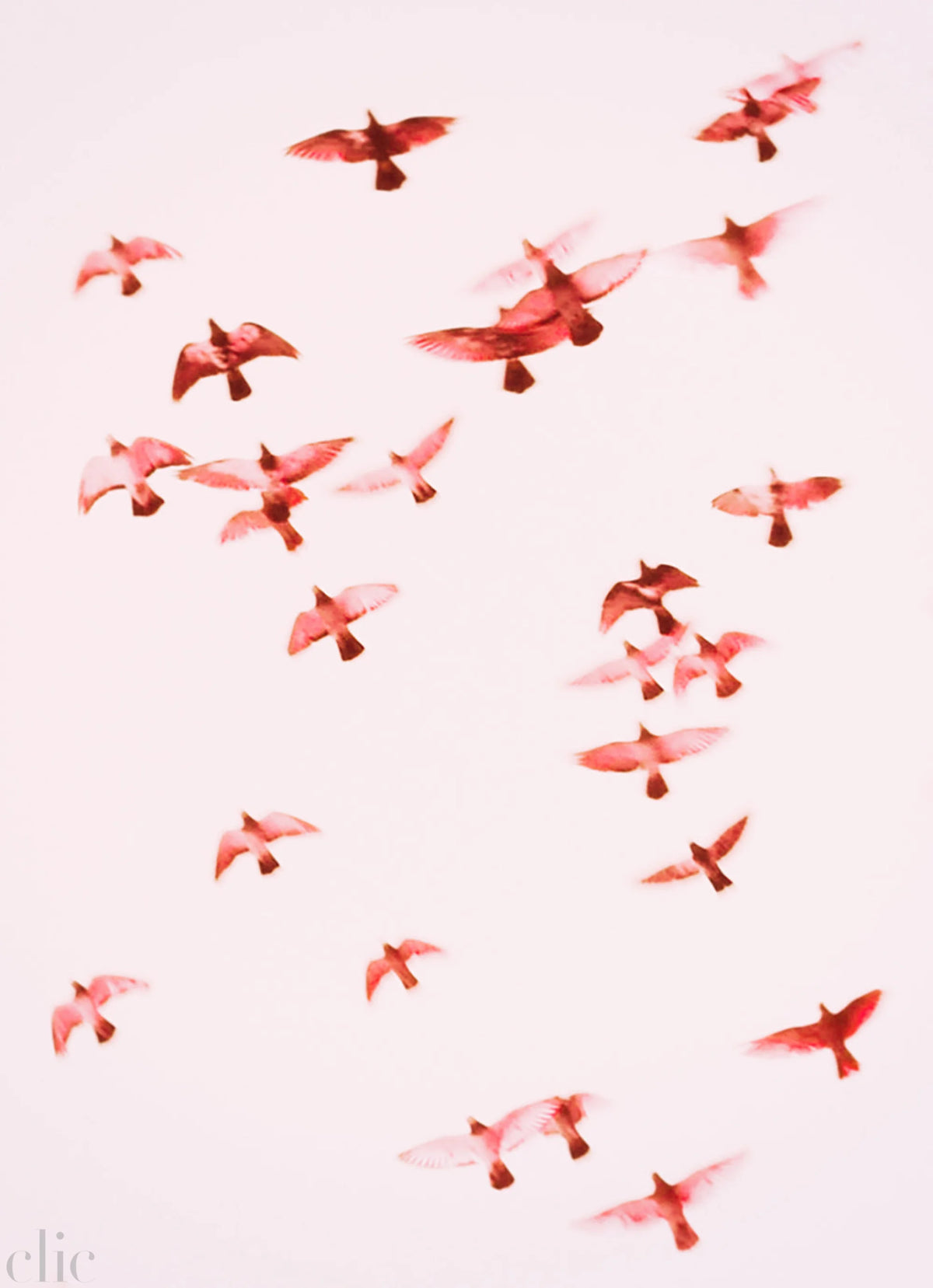 Birds 1 by Jordan Sullivan