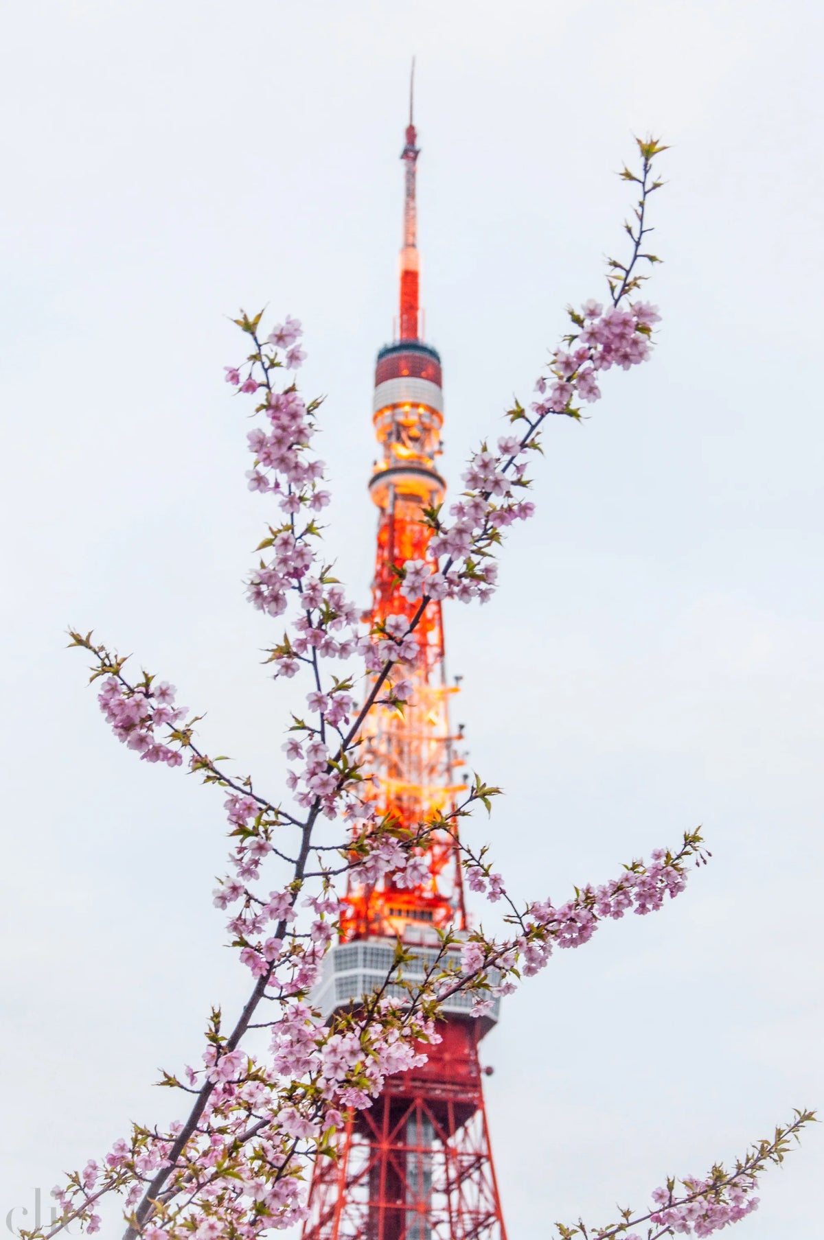 Bloom Tokyo Tower, Japan by Juliette Charvet