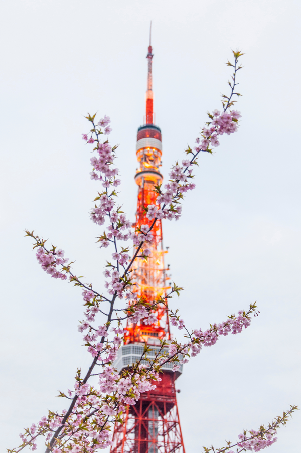 Bloom Tokyo Tower, Japan by Juliette Charvet