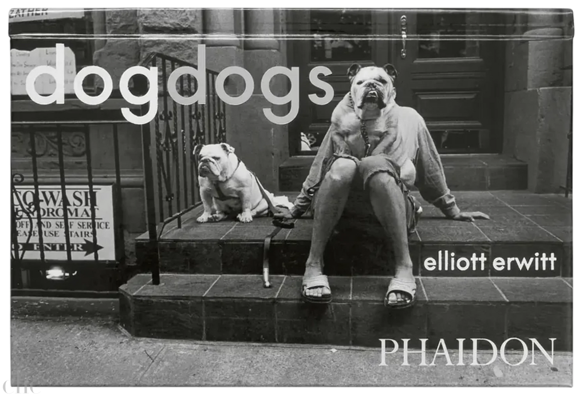 DogDogs