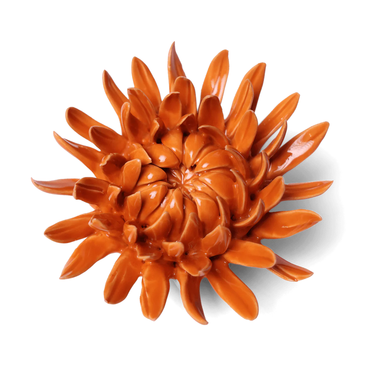 English Garden Mum in Orange, from Chive